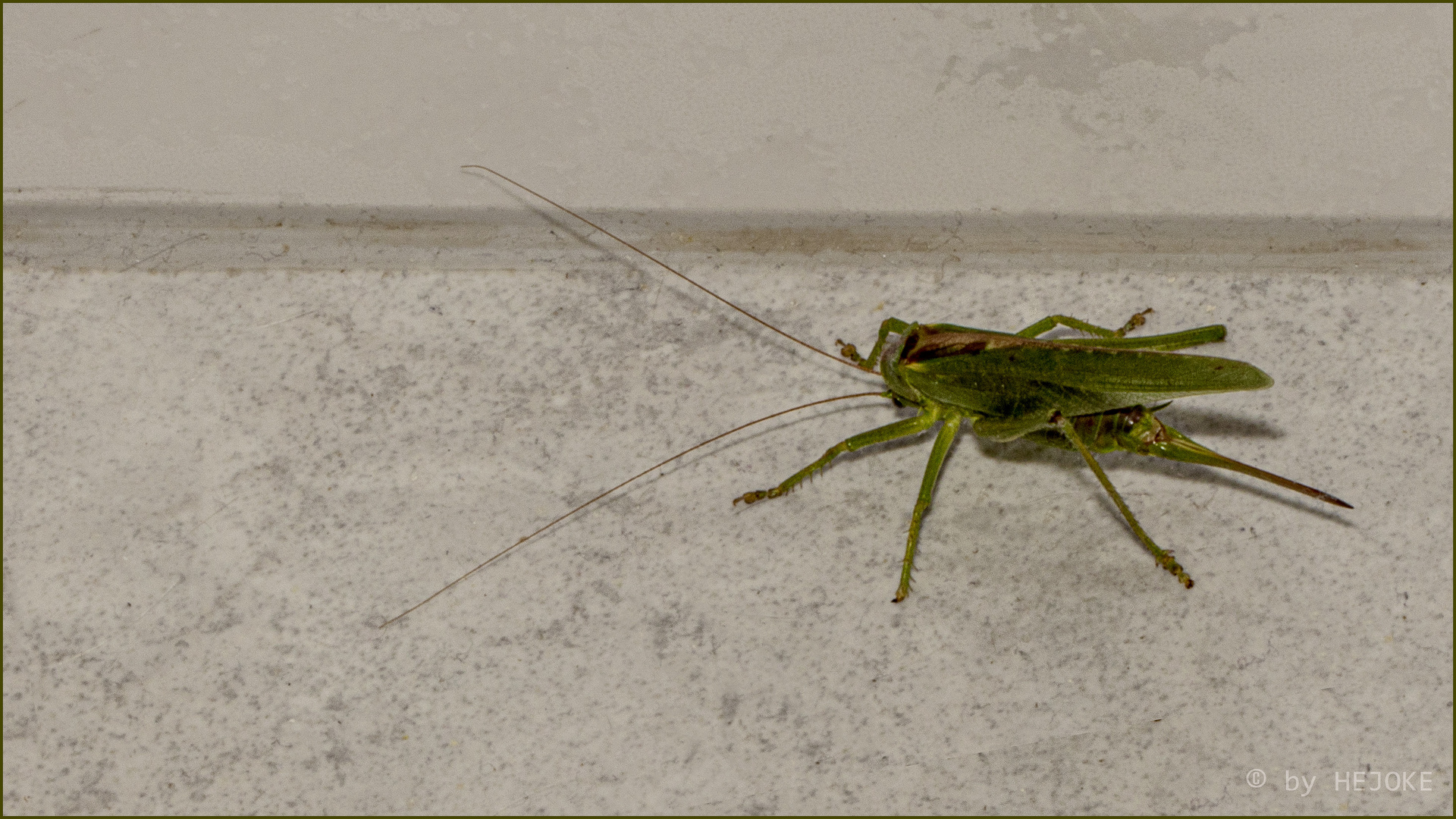 Weibliches grünes Heupferd (Tettigonia viridissima) Dank Marc Rätsel gelöst