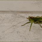 Weibliches grünes Heupferd (Tettigonia viridissima) Dank Marc Rätsel gelöst