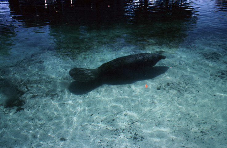 Weibliches Manatee im Crystal River , Florida , USA