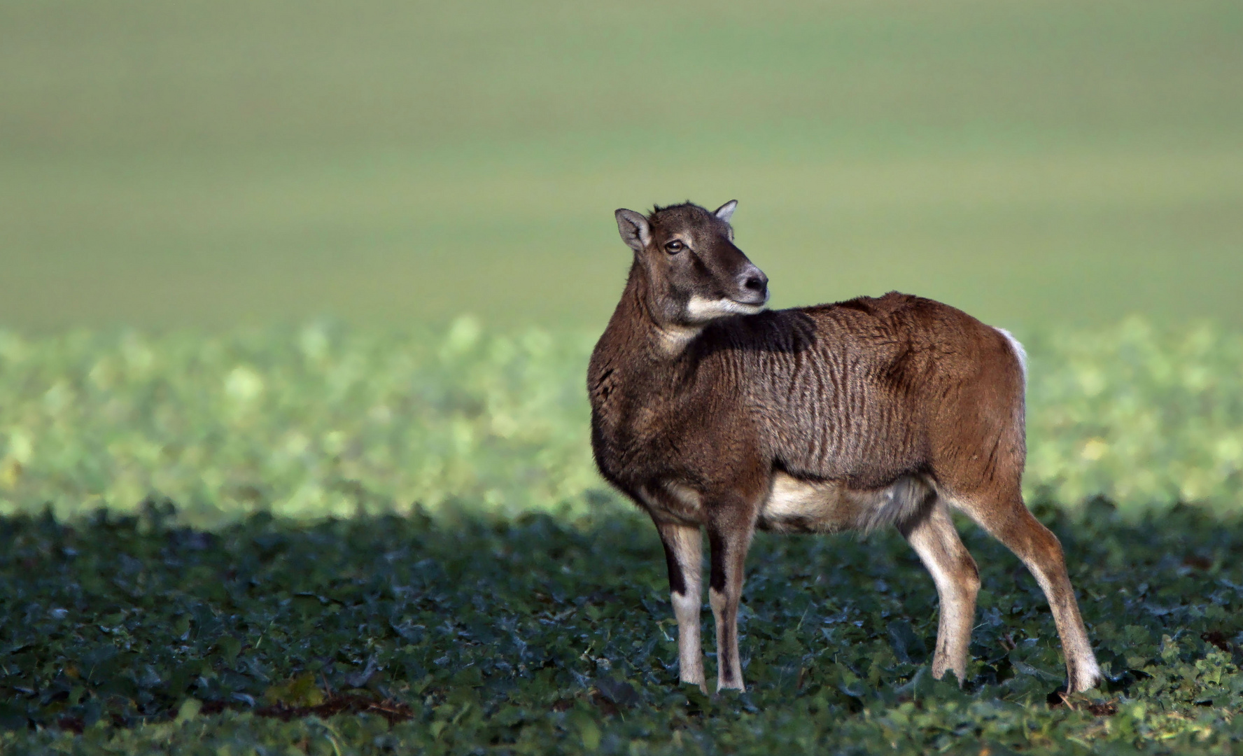 Weibliches Mufflon ( Schaf )