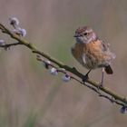 weibliches Schwarzkehlchen | Saxicola rubicola