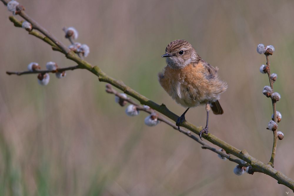 weibliches Schwarzkehlchen | Saxicola rubicola