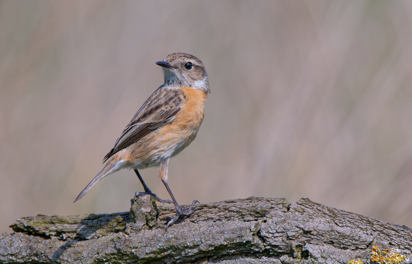 weibliches Schwarzkehlchen |Saxicola rubicola