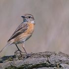 weibliches Schwarzkehlchen |Saxicola rubicola