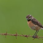 Weibliches Schwarzkelchen