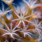 Weich Korallen Kolonie