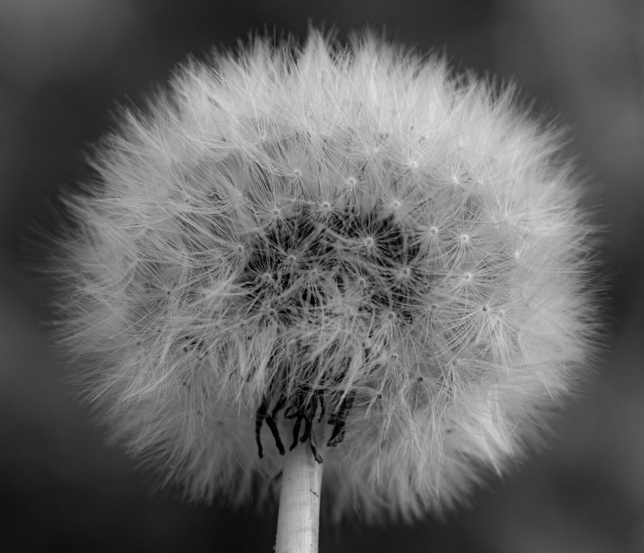 Weich wie eine Wolke