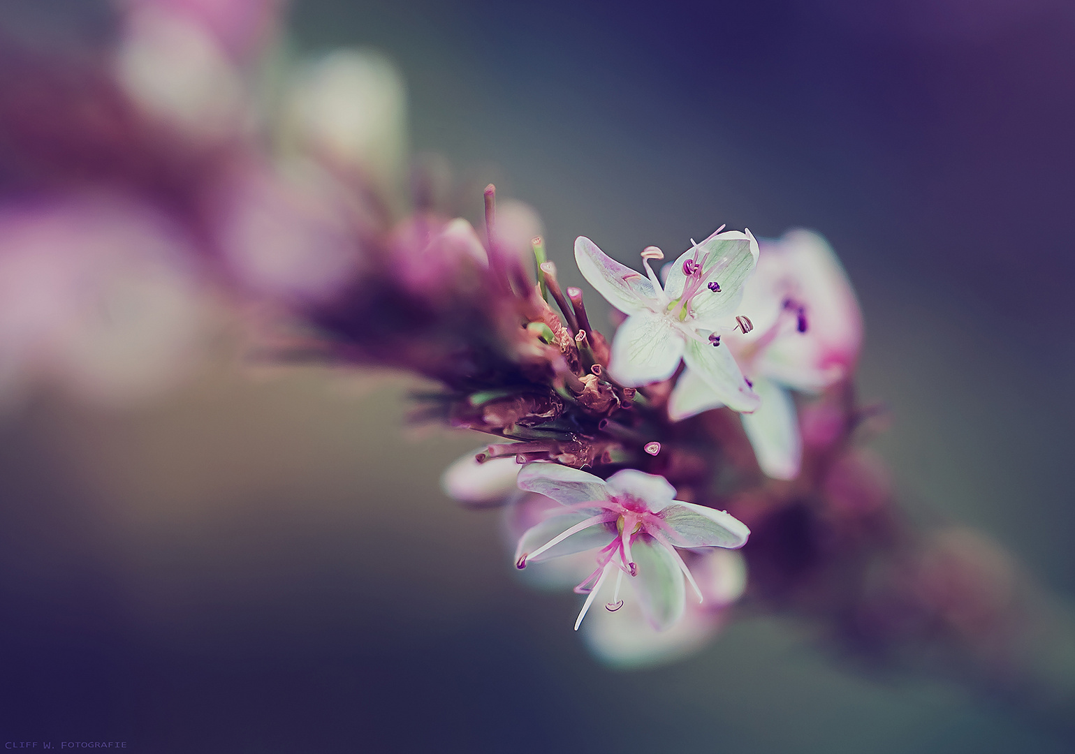 Weiche Blüten