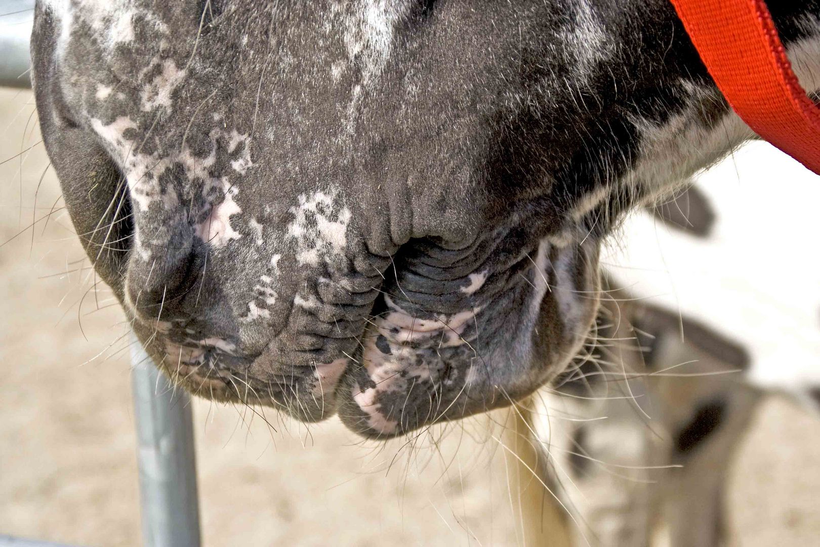 Weiche Nasen auf Gut Aiderbichl - 1