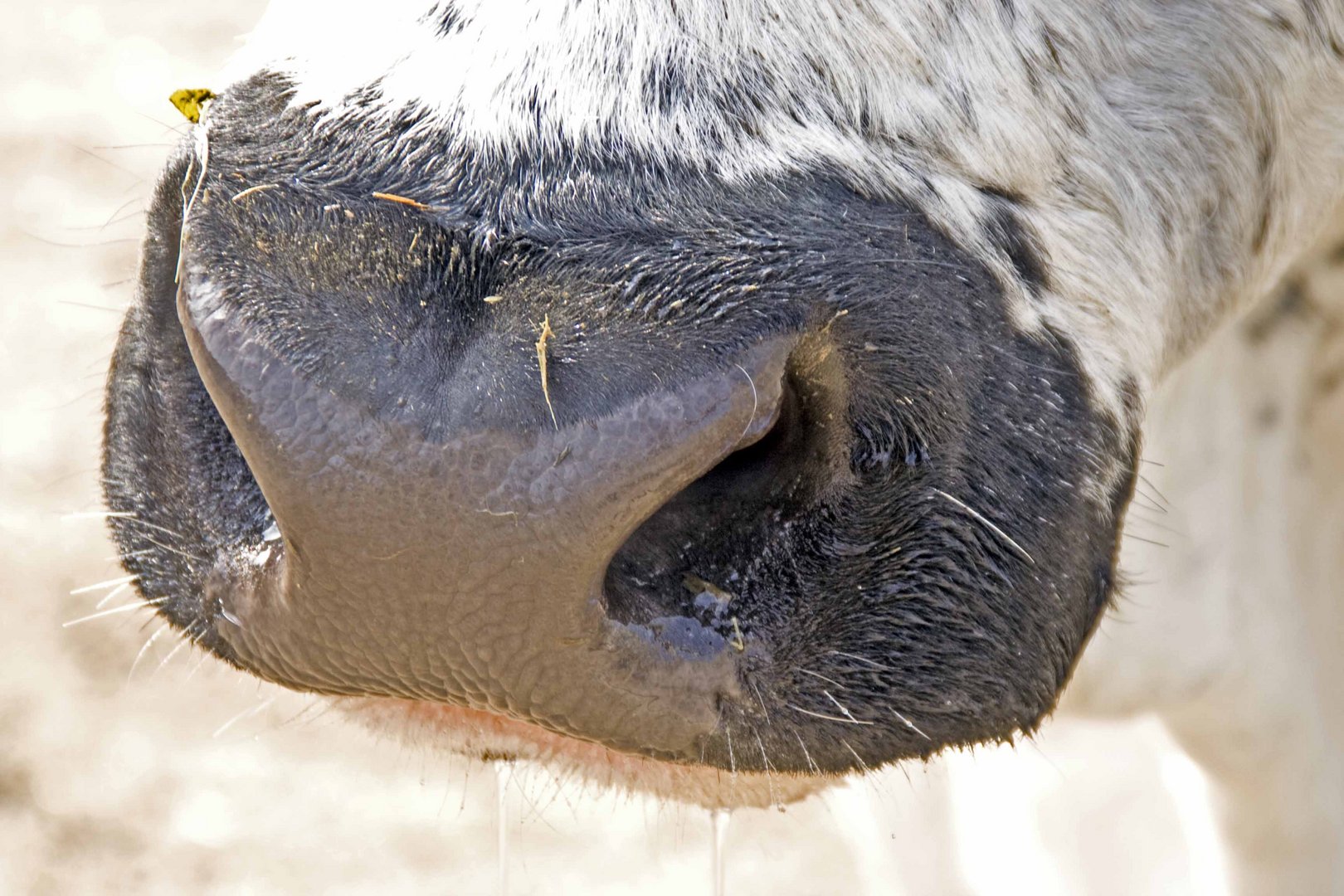 Weiche Nasen auf Gut Aiderbichl - 2