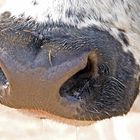 Weiche Nasen auf Gut Aiderbichl - 2