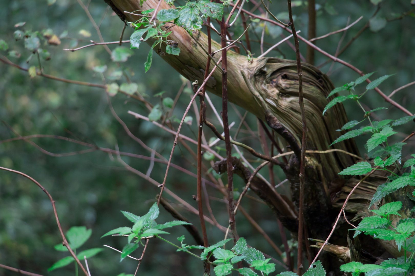 Weiche Natur