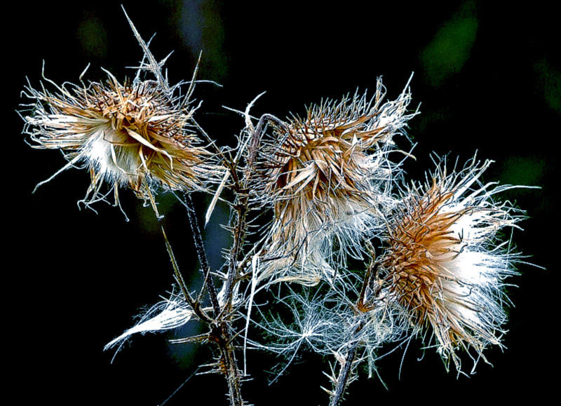 Weiche Stacheln.......