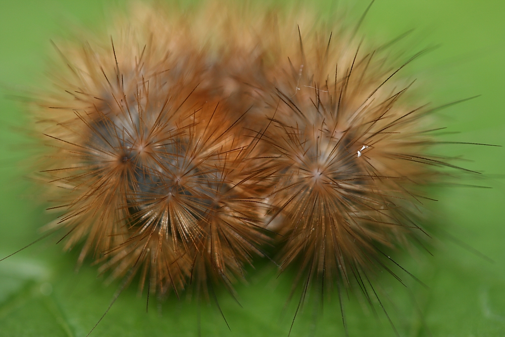 Weiche Stacheln