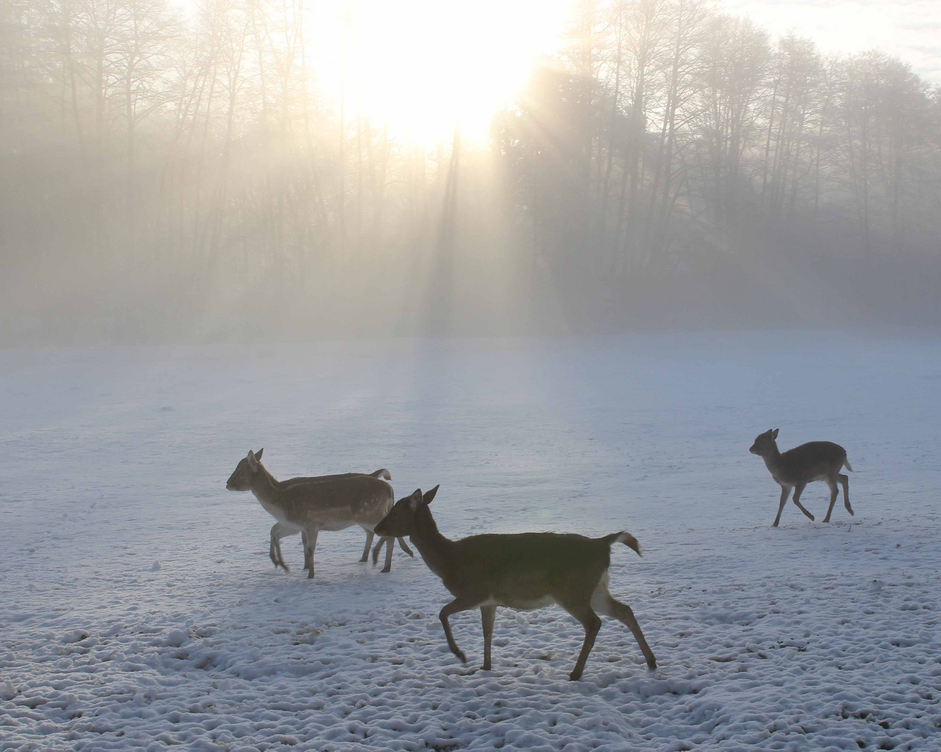 Weiche Wintersonne am Morgen