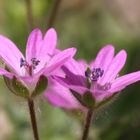 Weicher Storchschnabel - ein kleines Mittwochsblümchen