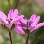 Weicher Storchschnabel - ein kleines Mittwochsblümchen