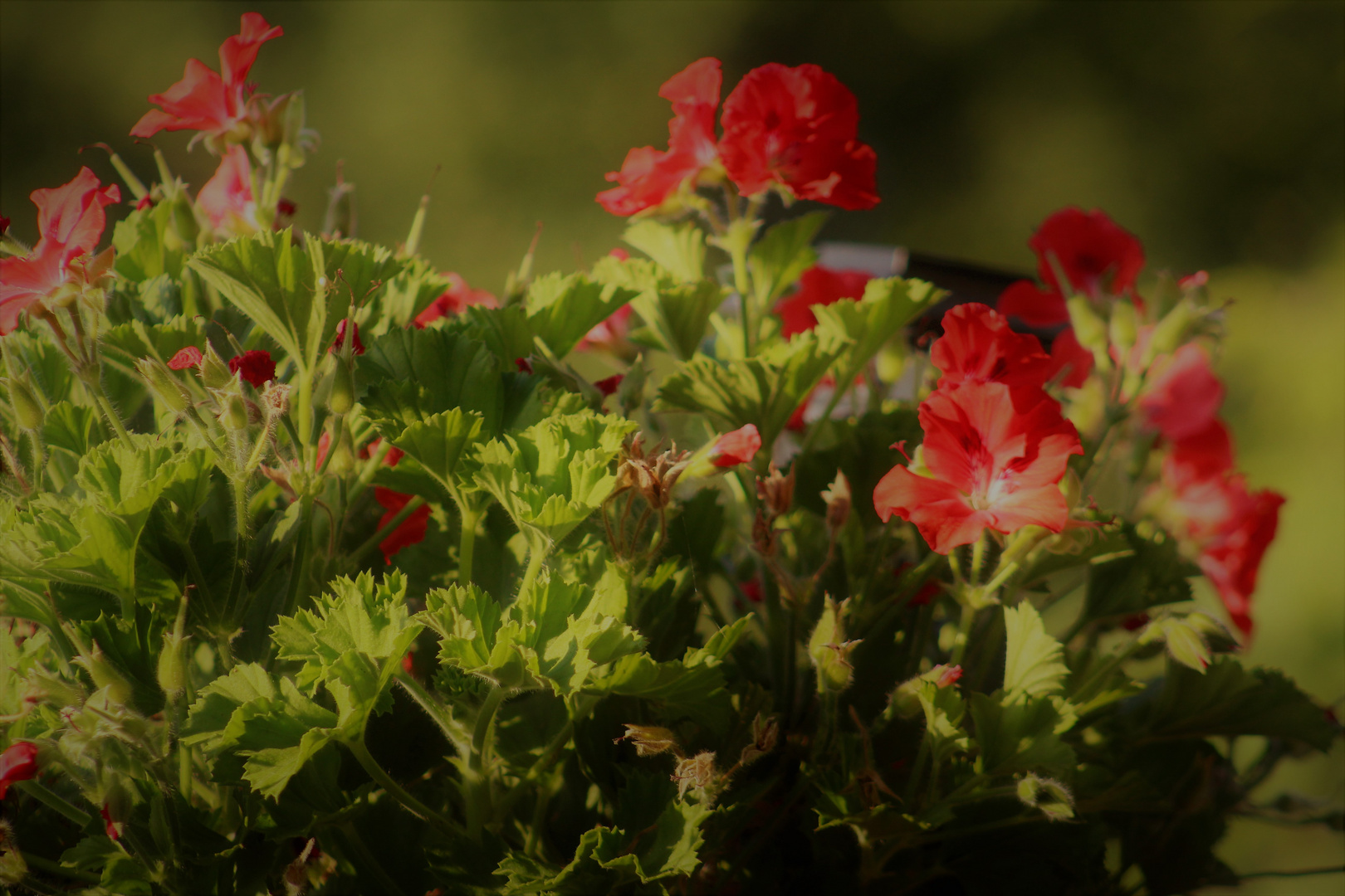 weiches Licht auf zarten Blüten