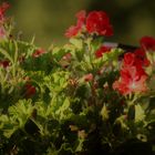 weiches Licht auf zarten Blüten