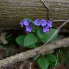 Weiches Lungenkraut (Pulmonaria mollis) ... 