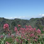 Weiches Rosa vor schroffem Berg