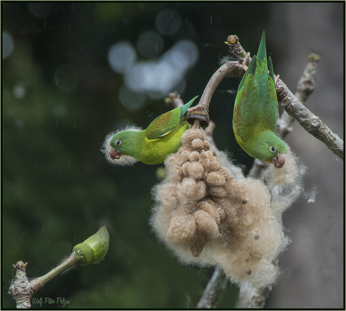 Weiches Stück Arbeit: Tovisittiche auf Nahrungssuche (Costa Rica)