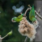 Weiches Stück Arbeit: Tovisittiche auf Nahrungssuche (Costa Rica)