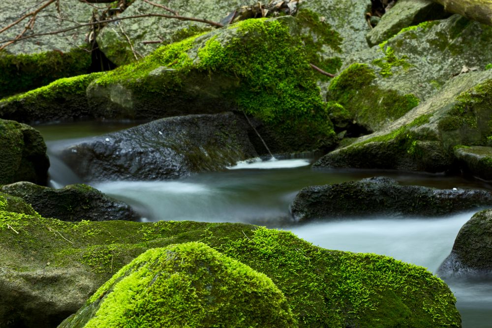 weiches Wasser im moss von Birgit Soravitto 