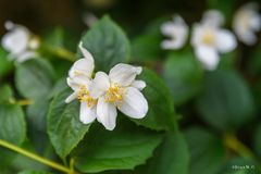 Weichhaariger Pfeifenstrauch (Bauerjasmin)