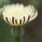 Weichhaariges Schwefelkörbchen (Urospermum dalechampii) /Schwefelsame..