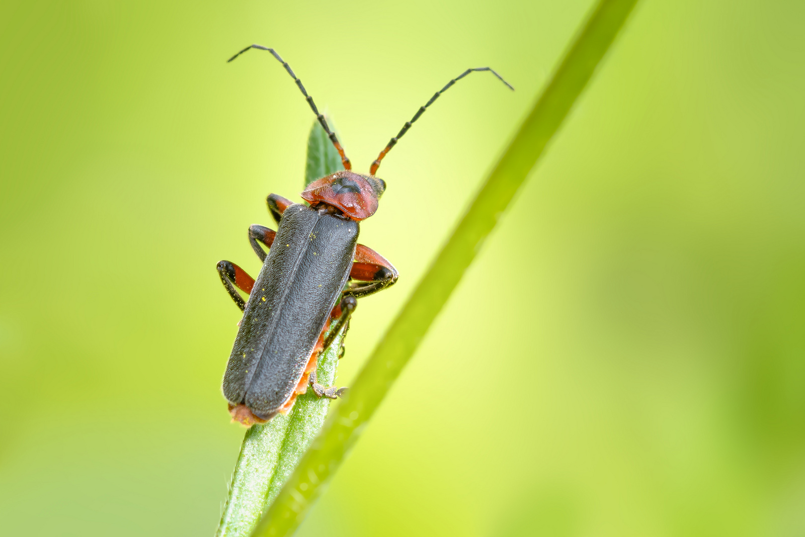 Weichkäfer