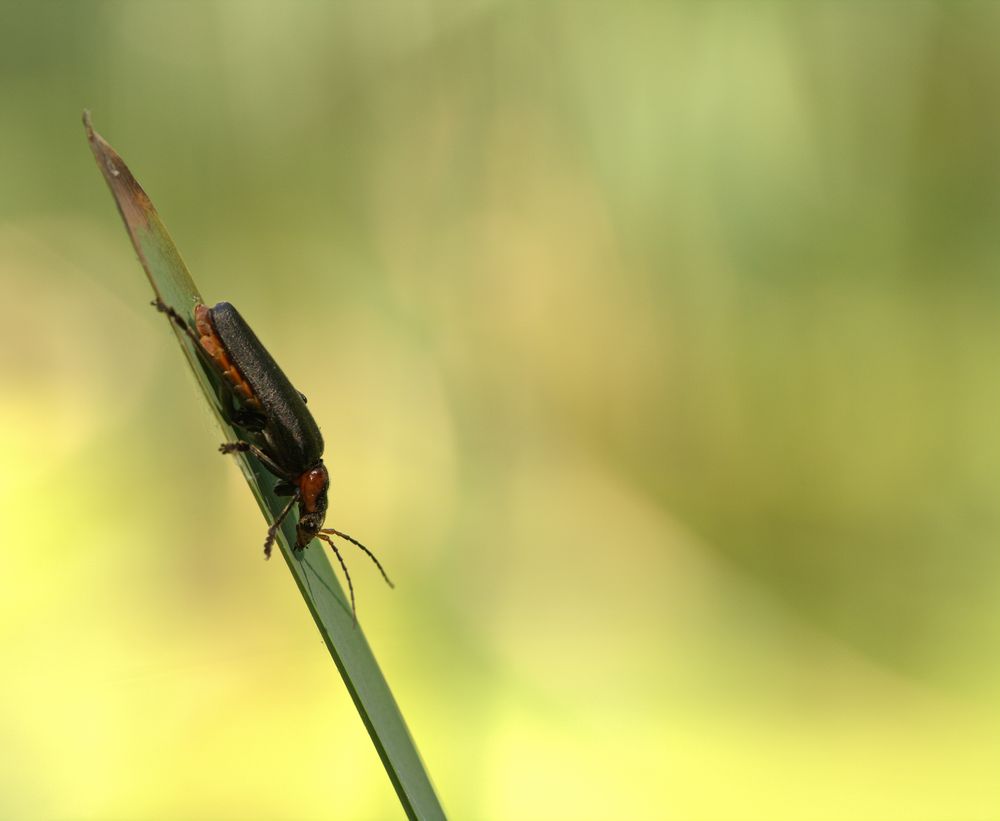 Weichkäfer