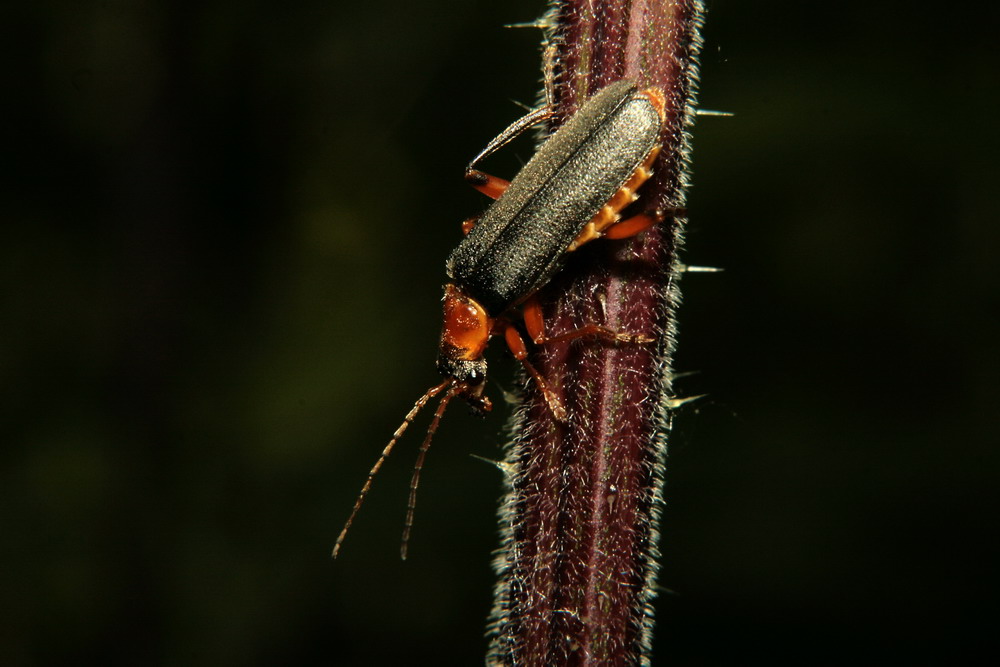 Weichkäfer (?)