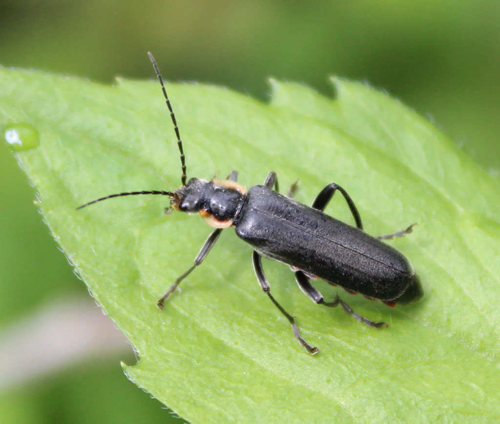  Weichkäfer 