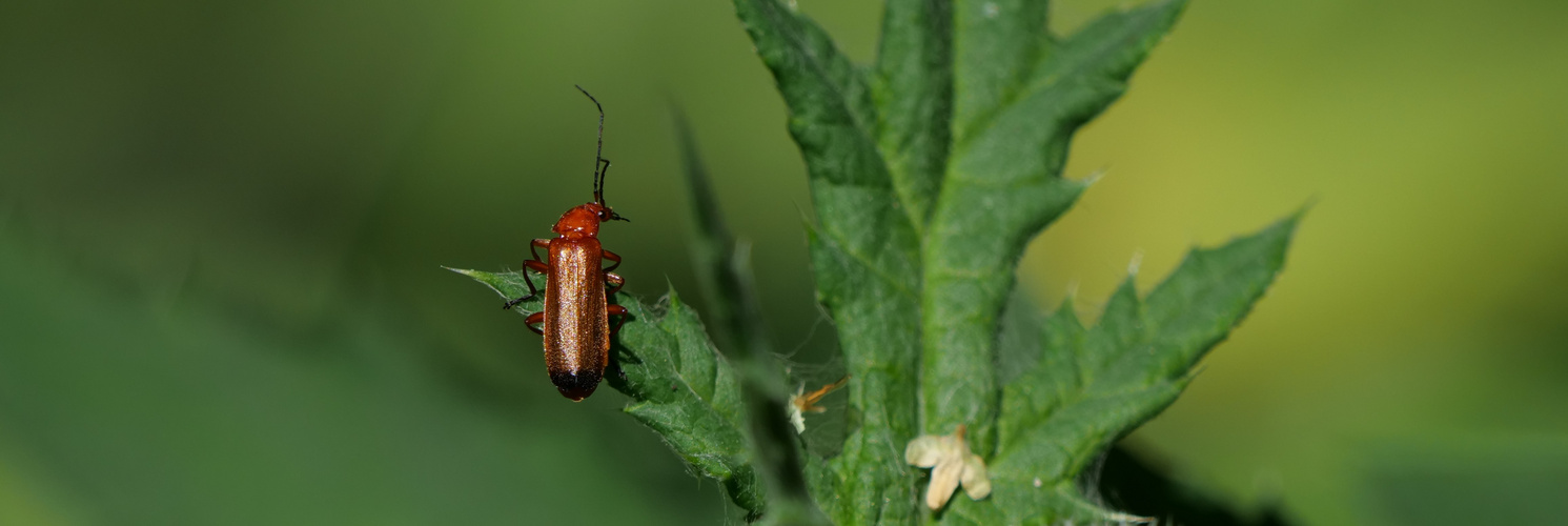 Weichkäfer