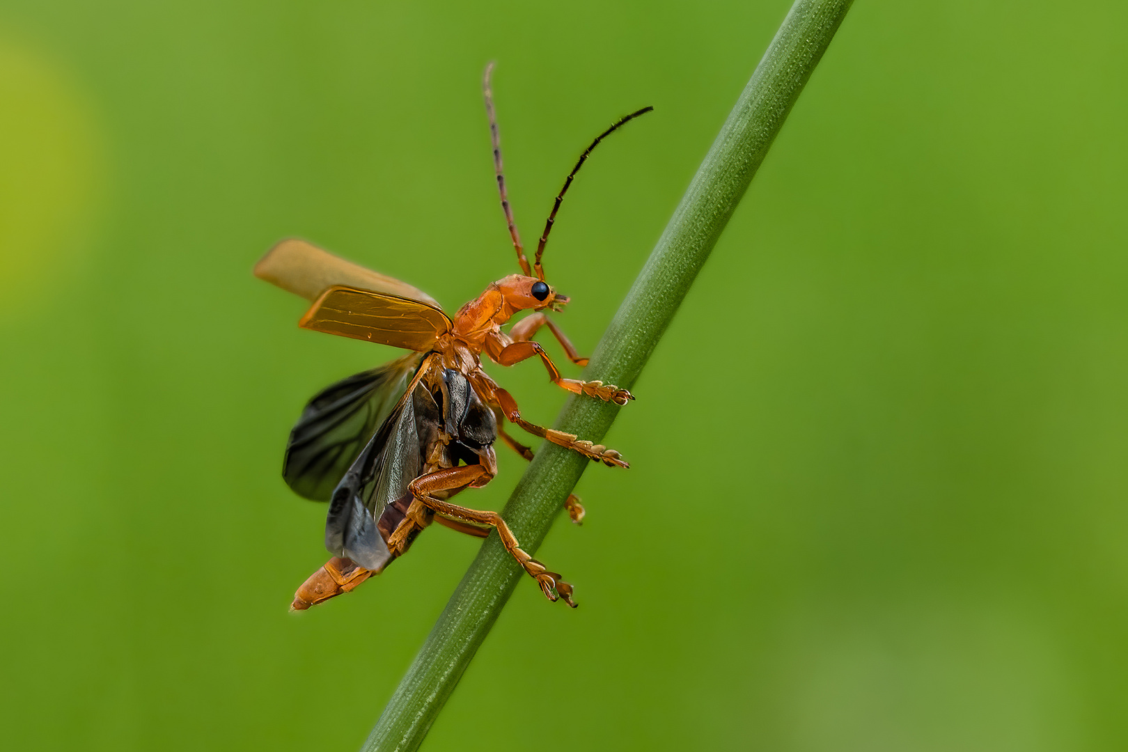 Weichkäfer