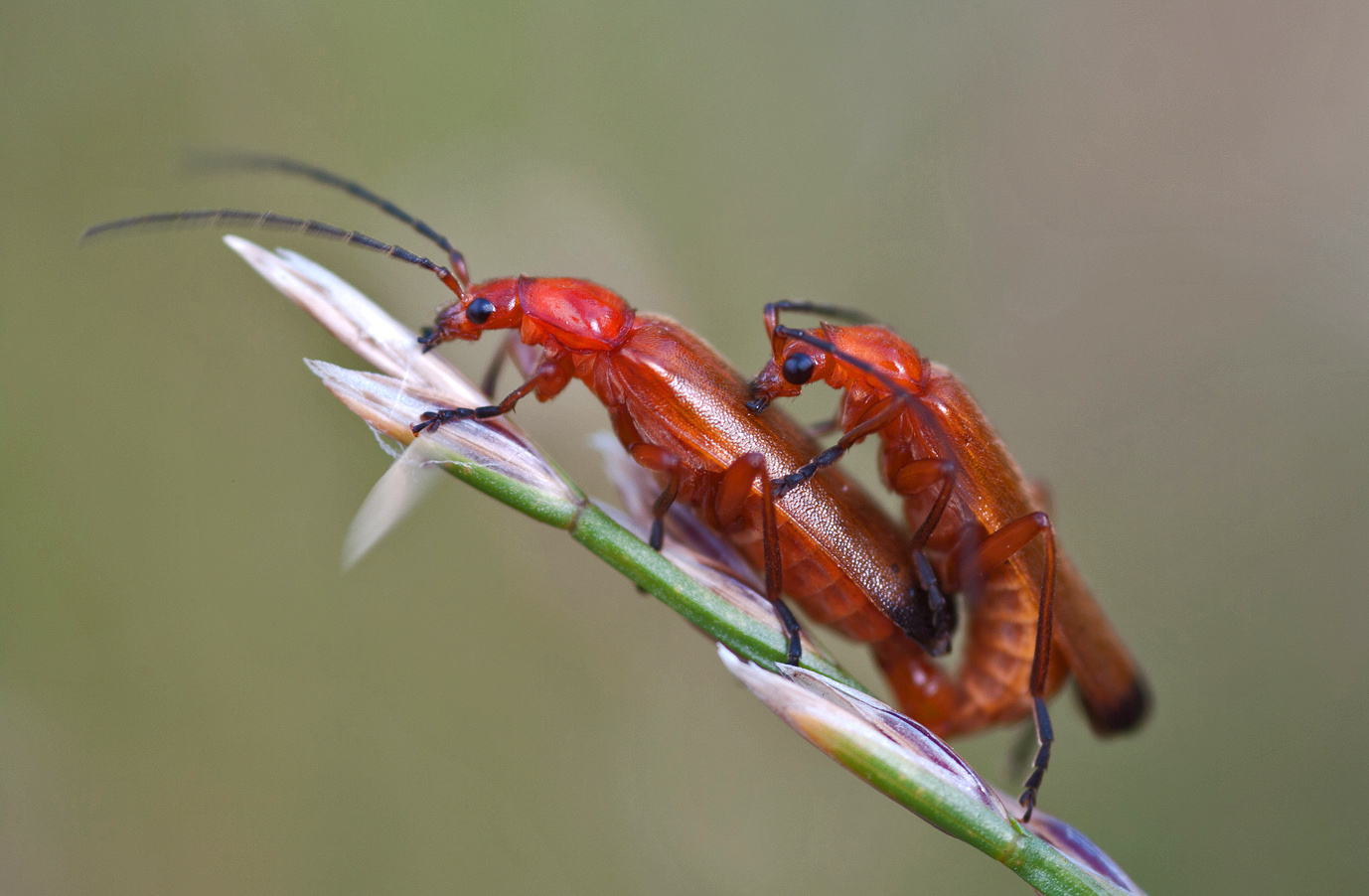 Weichkäfer