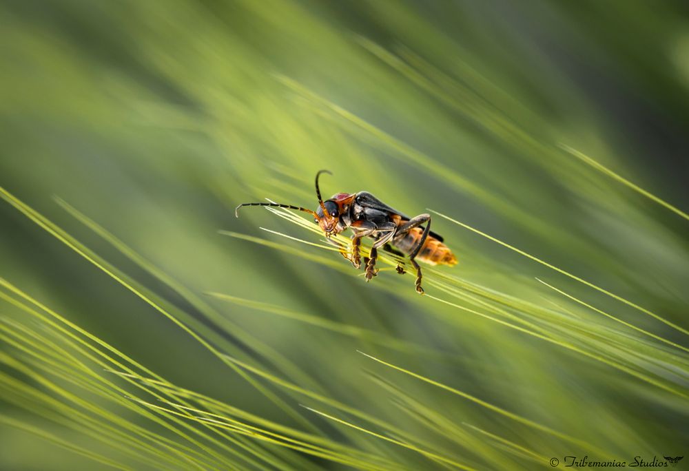 Weichkäfer #2