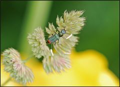 Weichkäfer