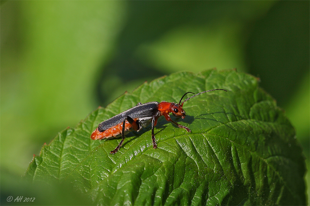 Weichkäfer