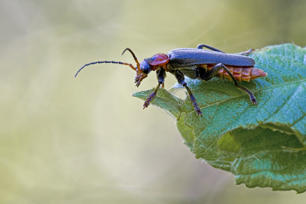 Weichkäfer