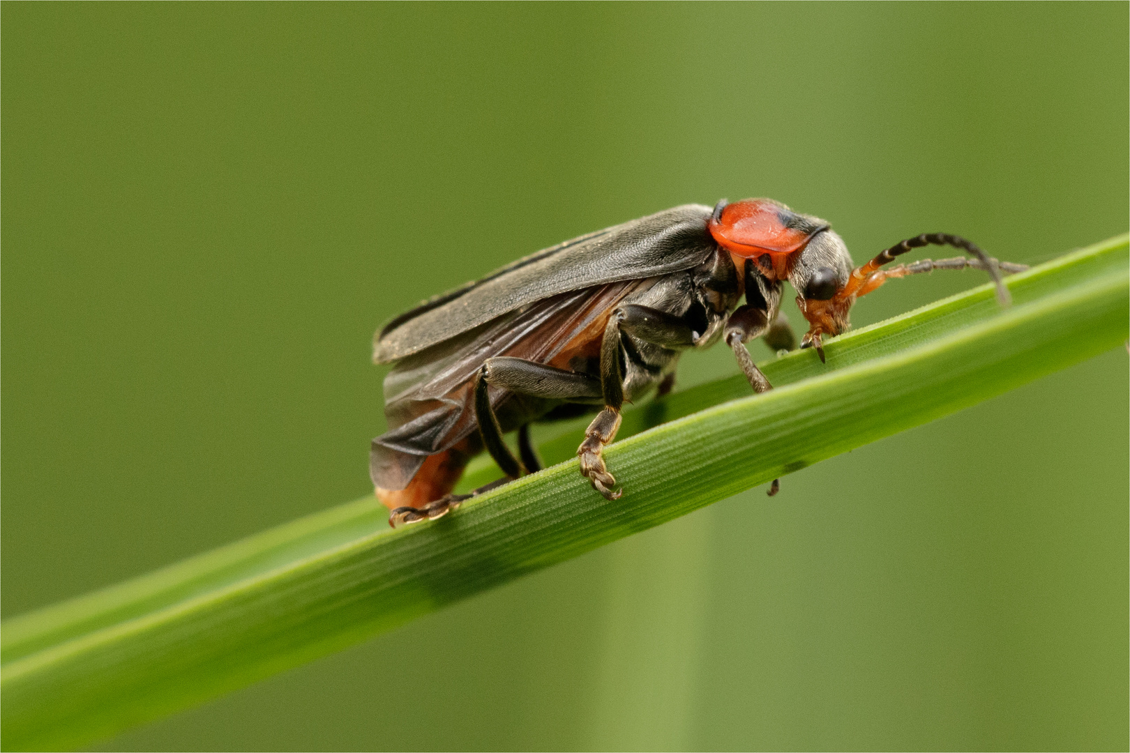 Weichkäfer