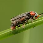 Weichkäfer