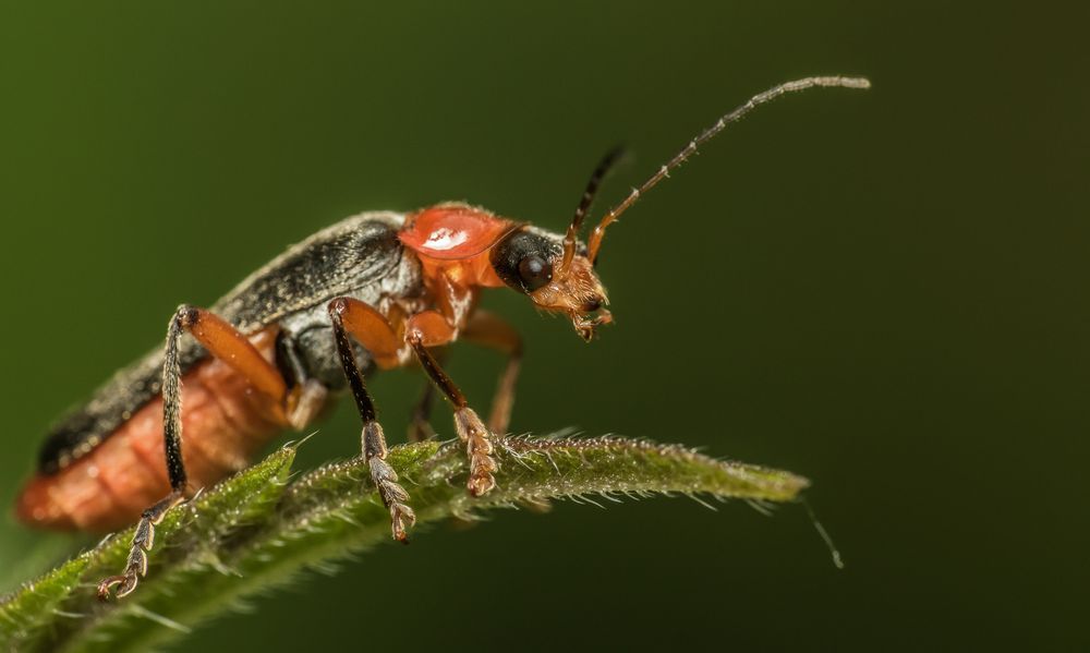 Weichkäfer