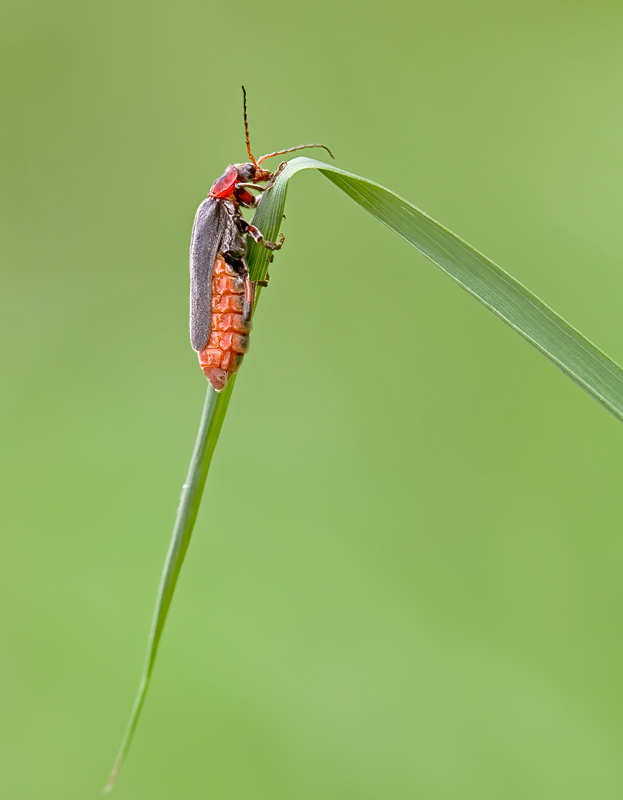 Weichkäfer