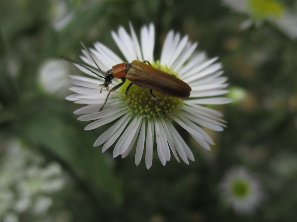 Weichkäfer 