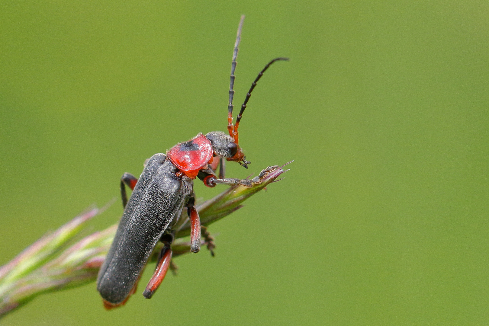 Weichkäfer