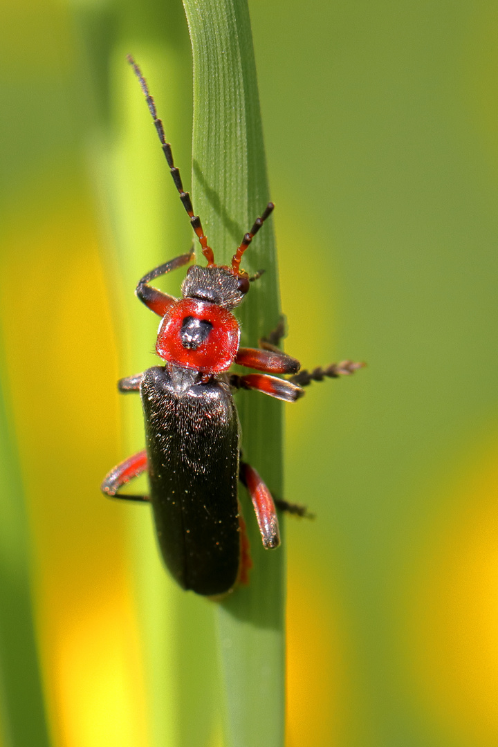 Weichkäfer