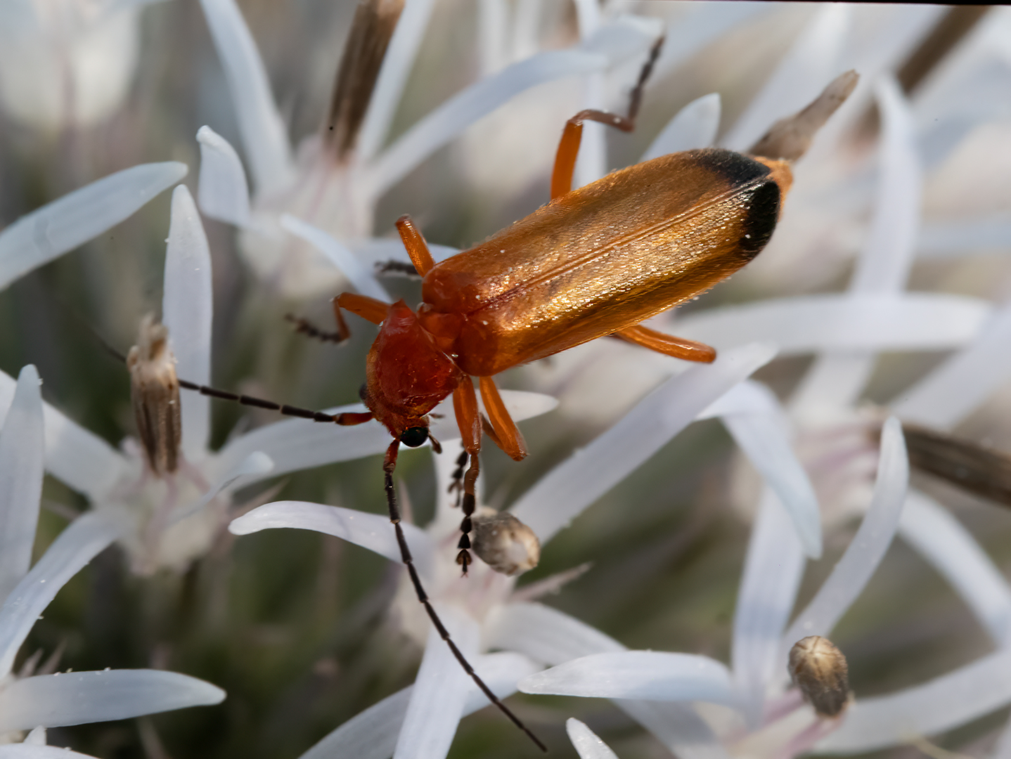 Weichkäfer