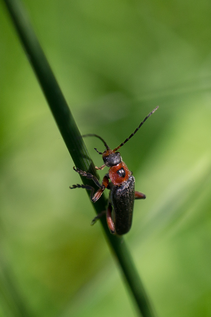 Weichkäfer